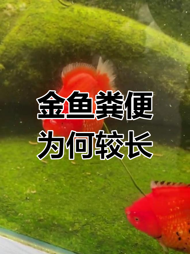 金鱼拉长便的原因解析