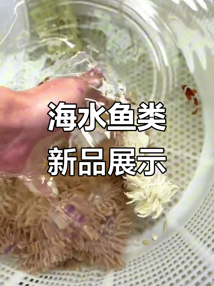 海水观赏鱼大揭秘:碟鱼、小丑与蓝调齐聚