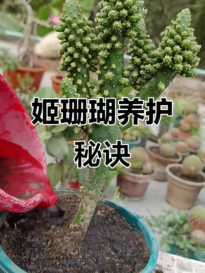 姬珊瑚盆栽,挑选幼苗与修剪同样关键