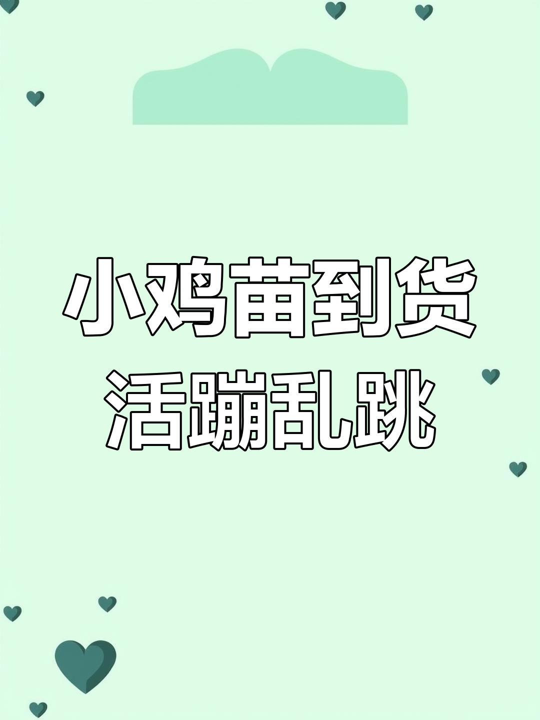 网上买小鸡苗,阿姨指定三黄鸡