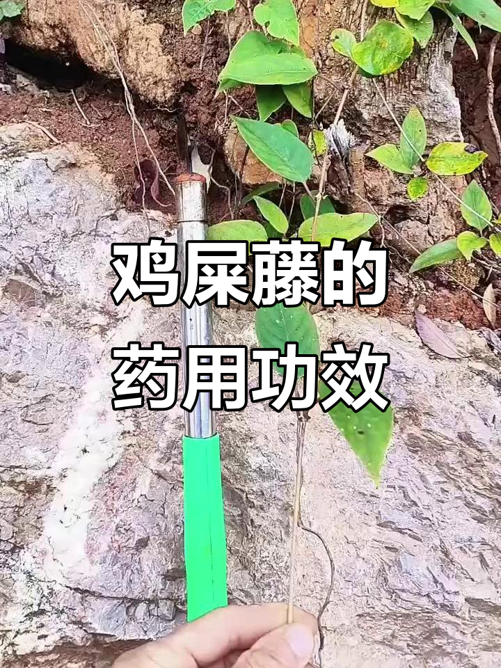 鸡屎藤:化痰、抗菌、调节血糖血脂,效果惊人