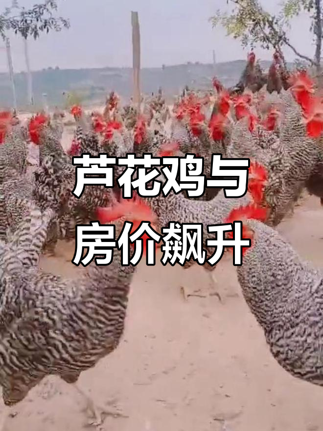 芦花鸡火爆,房价跟着飞涨,老百姓直呼吃不起!
