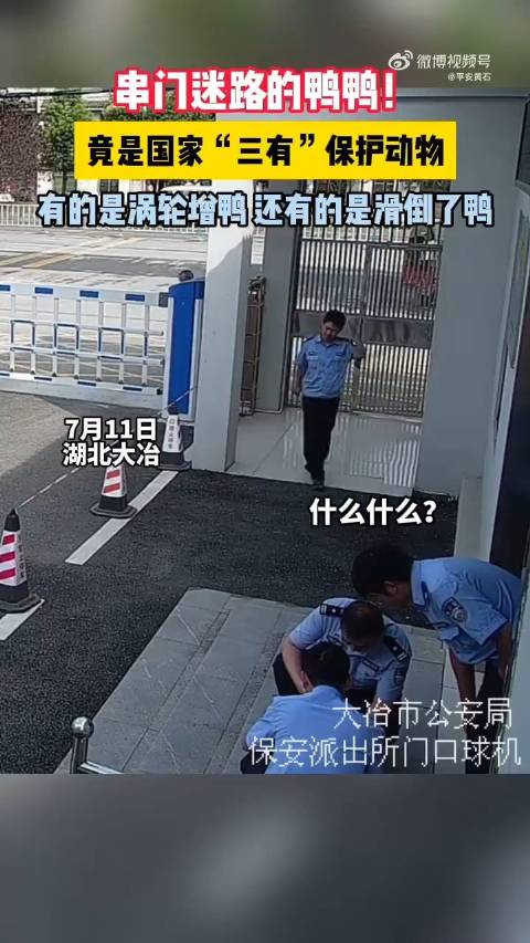 近日,湖北大冶。几只特别的“鸭宝”闯进村民家里,村民报警求助后,可爱的鸭鸭被 平安黄石 保