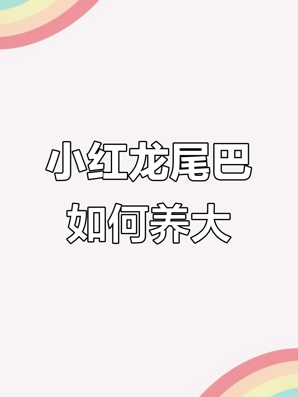 红龙尾巴从小到大的成长过程，选鱼技巧揭秘