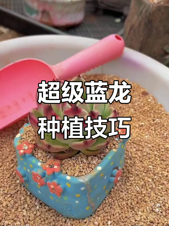 超级蓝龙多肉养护全攻略，轻松打造木质化老桩