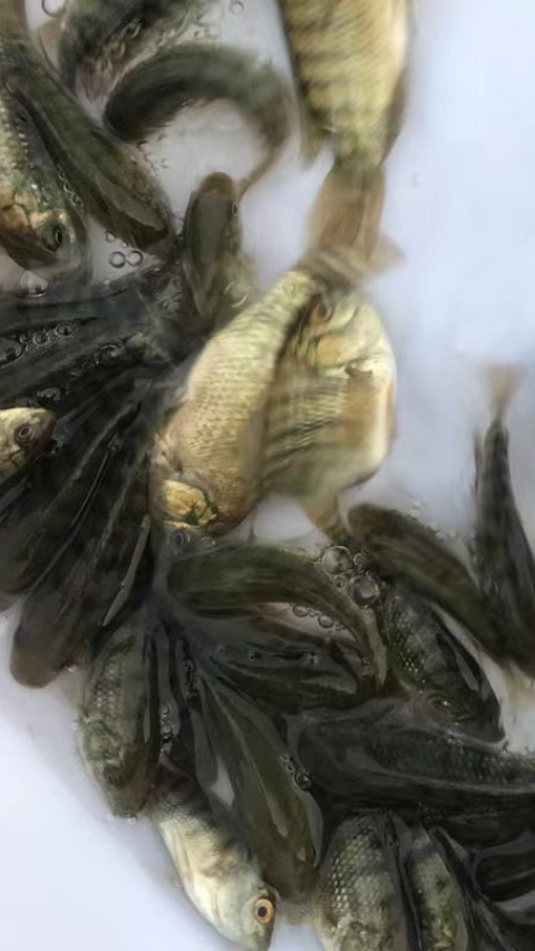 罗非鱼养殖技巧和技术要点说明
