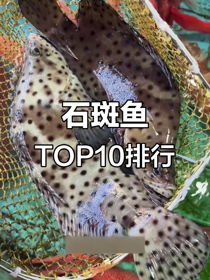 十大名贵石斑鱼大揭秘，谁才是性价比之王？
