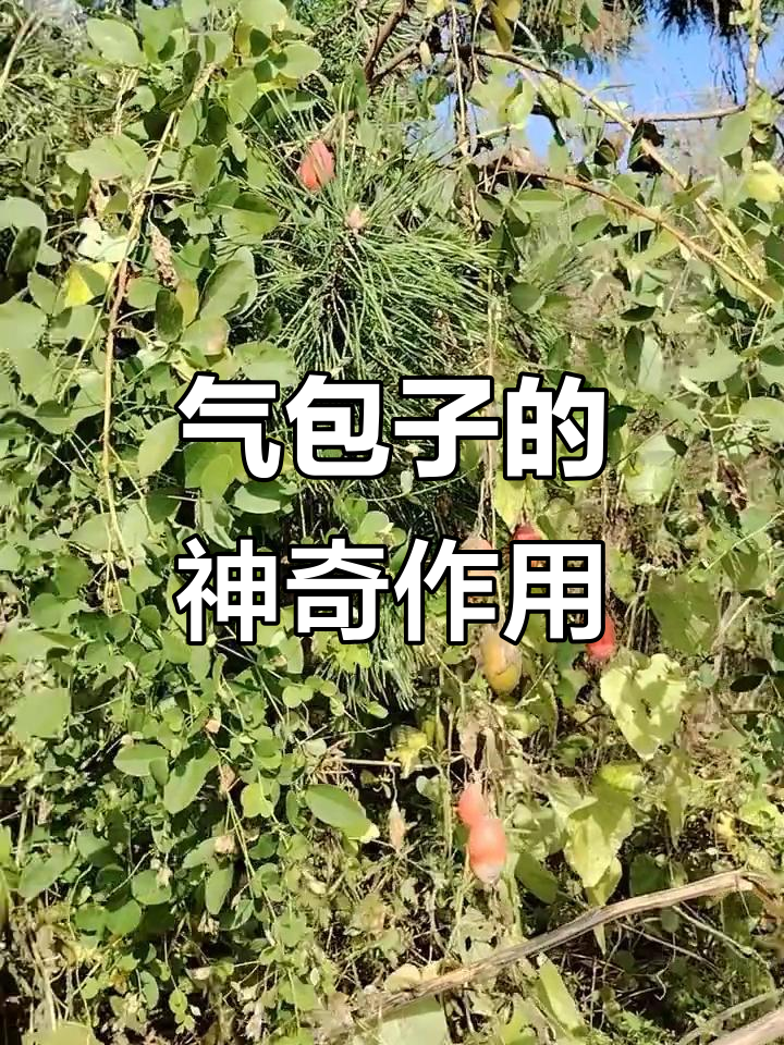 家乡的赤膊气包子,绿色无公害农产品