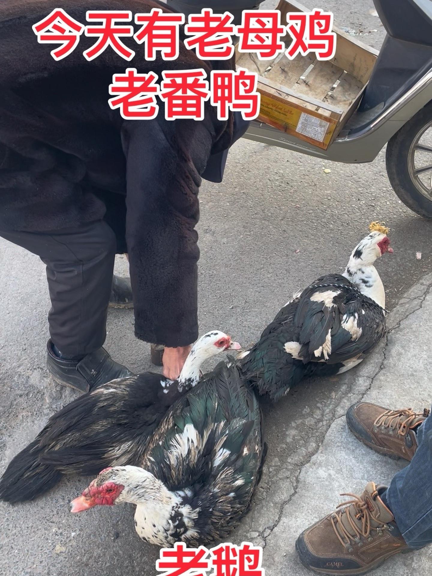 今天有老母鸡老番鸭老公鸡下午12:30开播需要来直播间看看