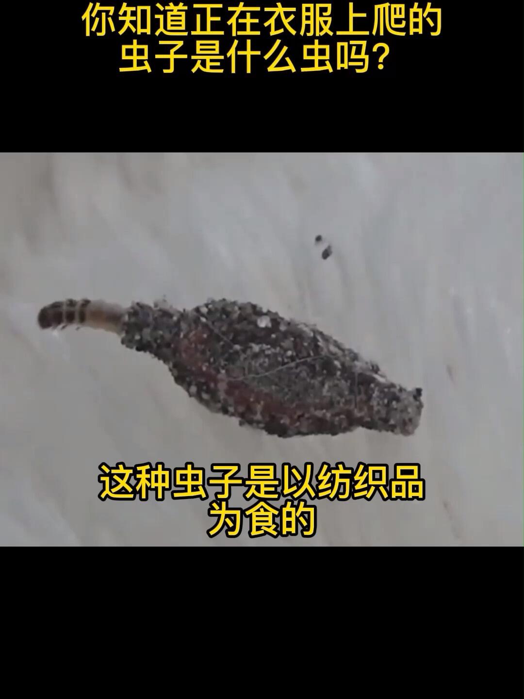 你知道衣服上的虫是什么吗