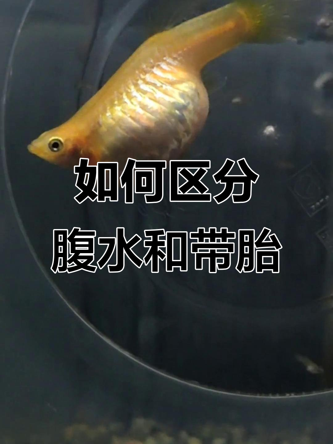 腹水与怀孕的区别，如何判断孔雀鱼的健康问题