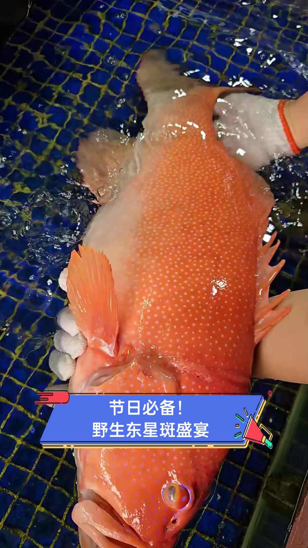 节日必备!野生东星斑盛宴