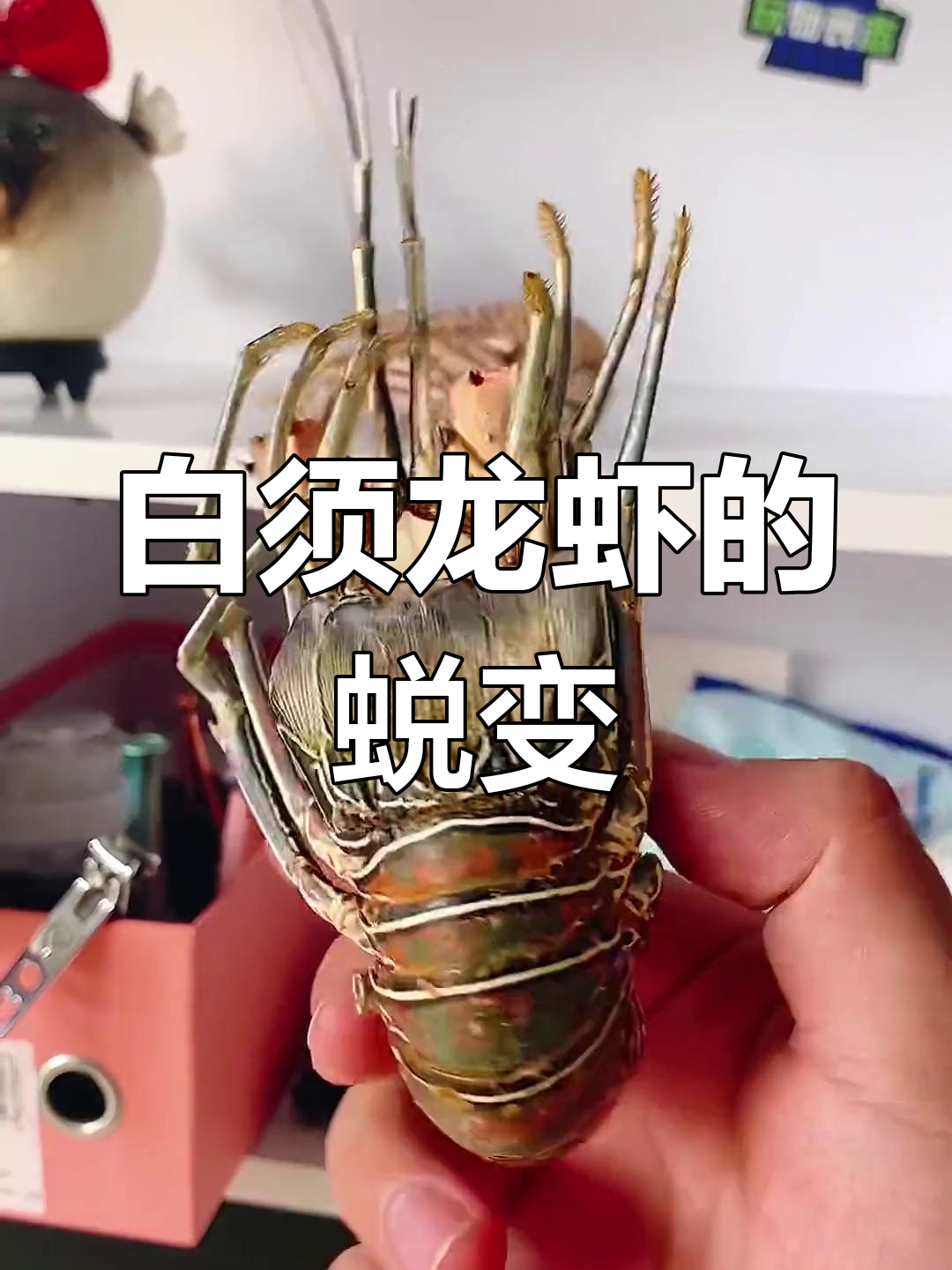 白须龙虾退壳惊现,竟然是这样跳出来的!