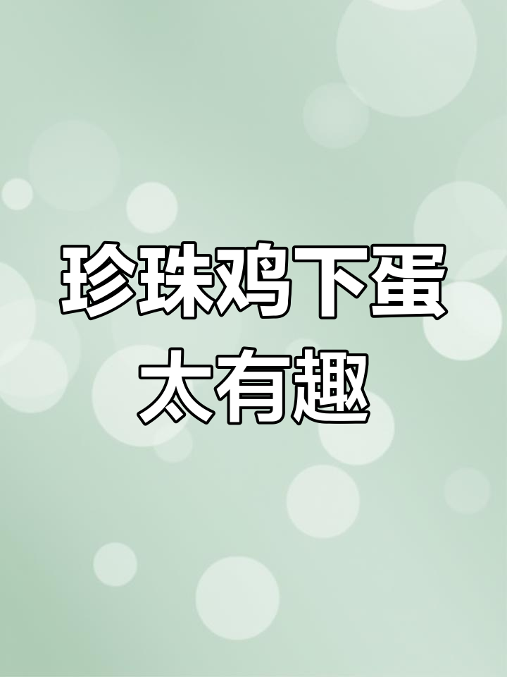 珍珠鸡挤在一起下蛋,产房太小有点搞笑
