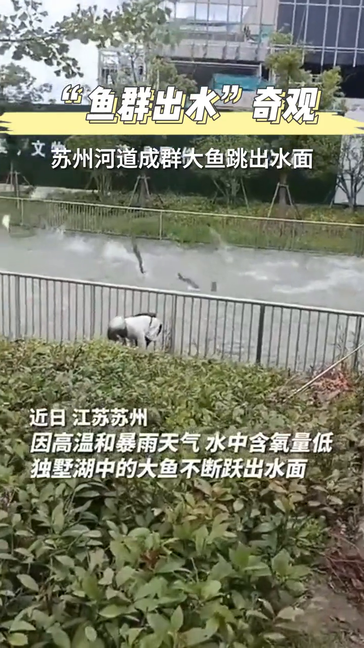 “鱼群出水”奇观 苏州河道成群大鱼跳出水面
