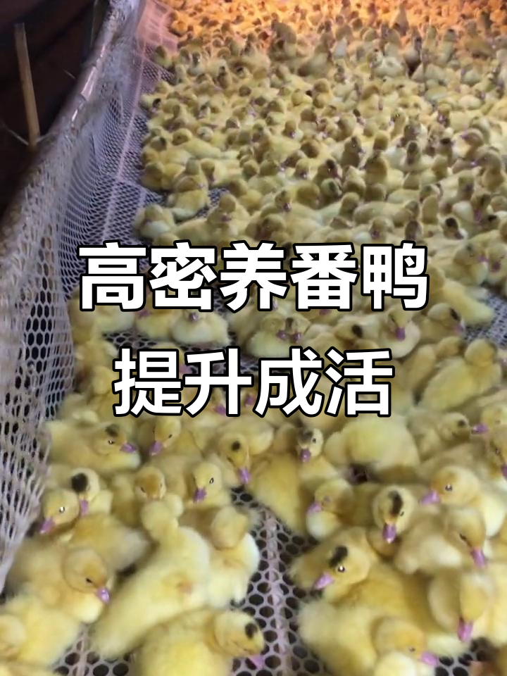 大种番鸭苗育雏技巧：高密度养殖提高成活率
