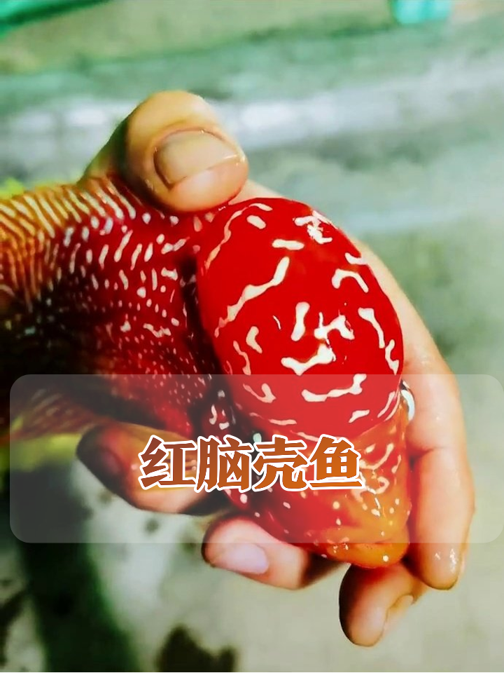 罗汉鱼红脑壳亮瞎眼,被迫营业生无可恋