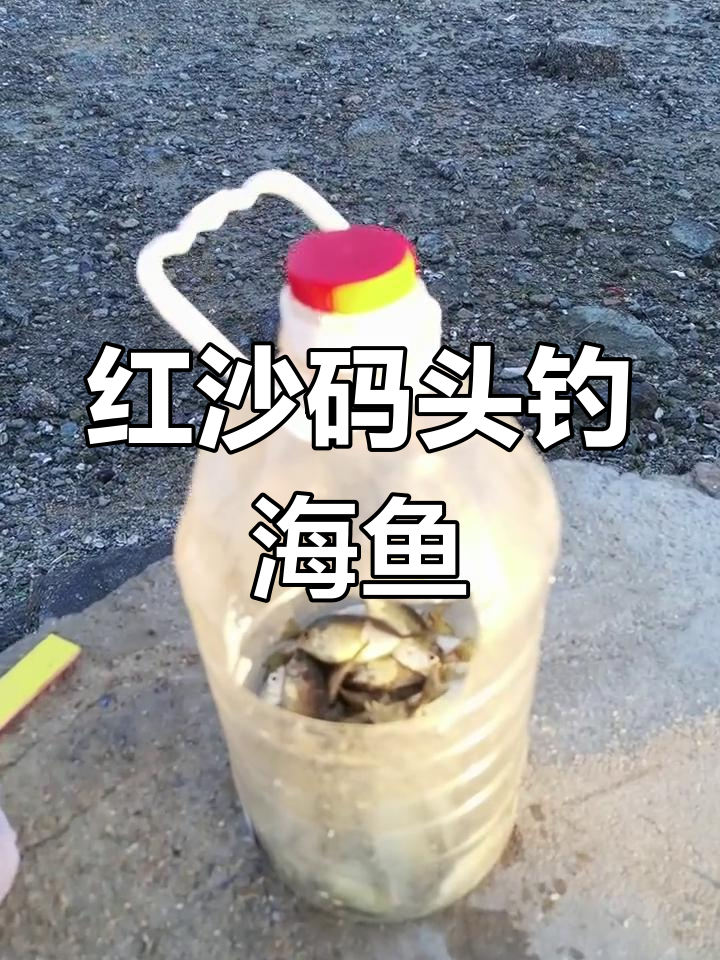 三亚红沙码头钓鱼体验,海鱼丰盈乐趣多