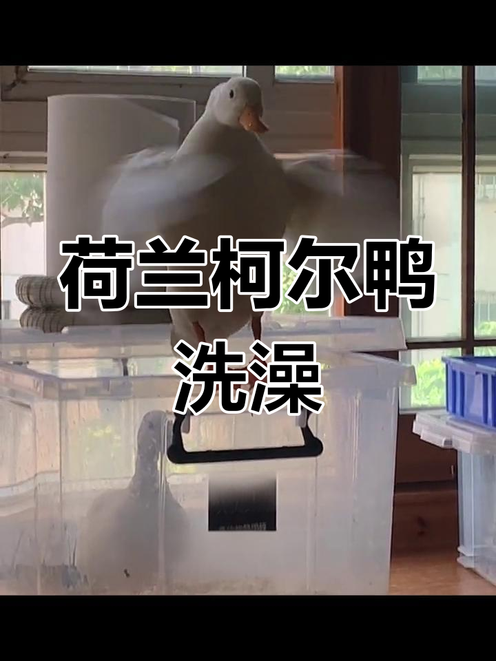 荷兰柯尔鸭的日常乐趣