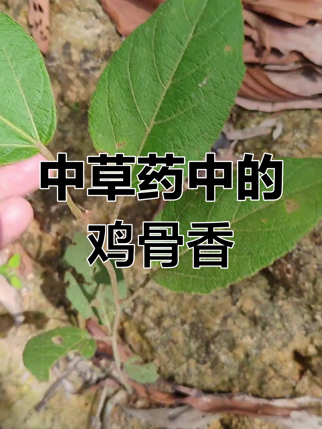 鸡骨香的独特药用价值
