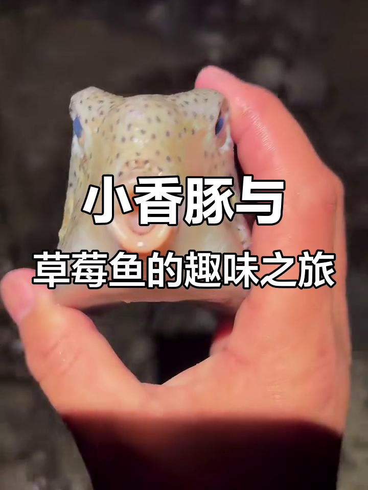 赶海抓小香豚和草莓鱼,萌态十足!