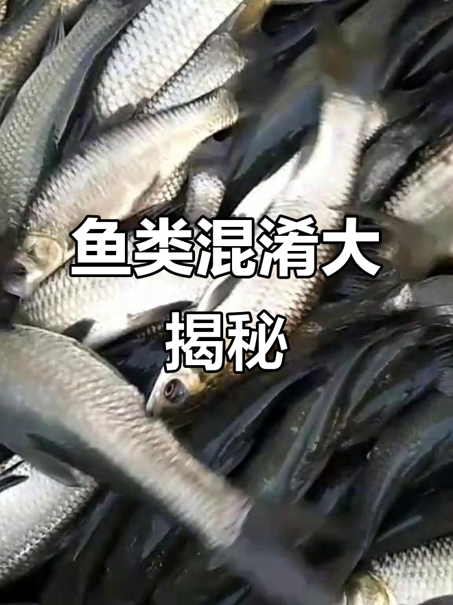 螺丝青与混子草鱼,傻傻分不清!