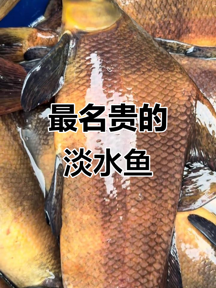 淡水鱼市场最贵排名,亚鱼、桂鱼肉质鲜美上榜