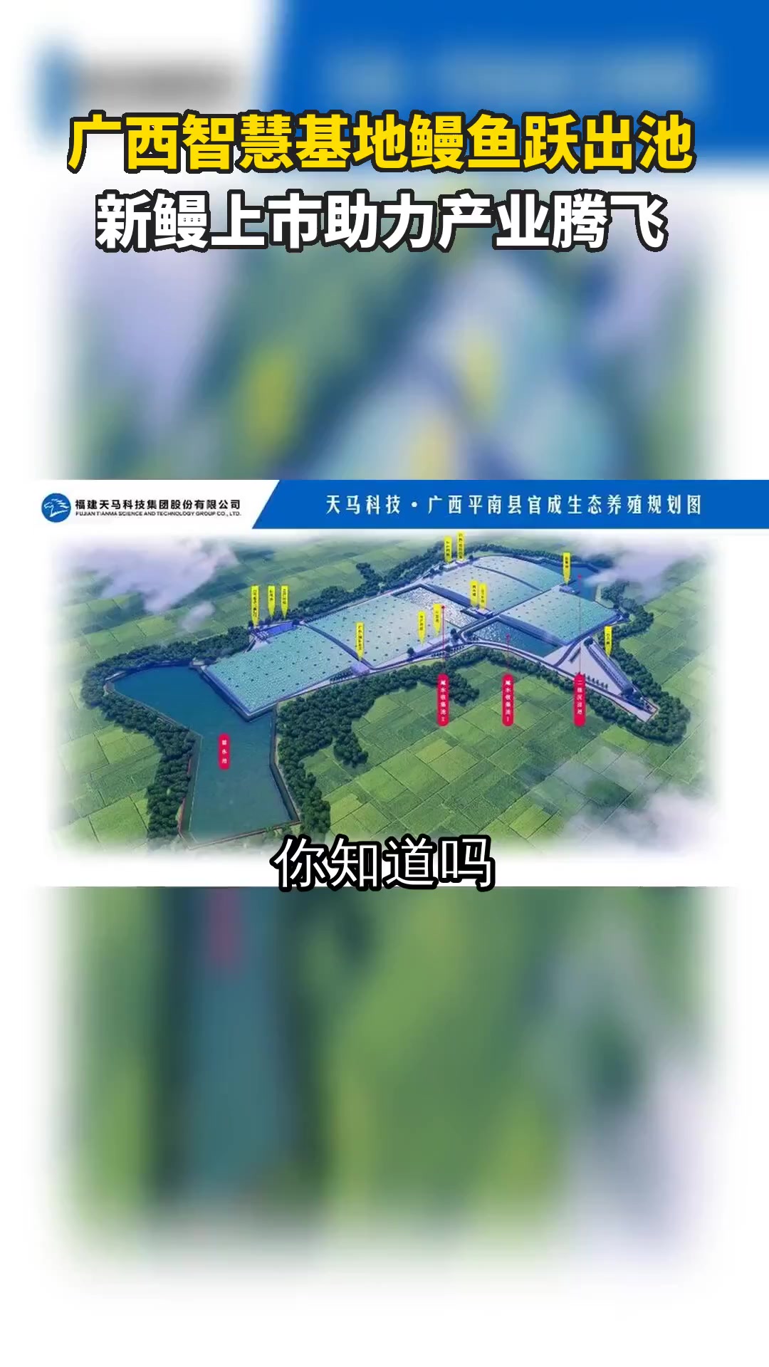 广西智慧基地鳗鱼跃出池 新鳗上市助力产业腾飞
