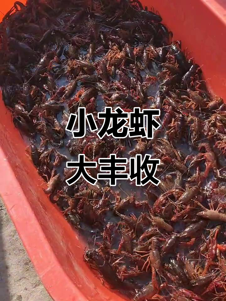 每天捕捞七八十斤小龙虾,青河虾红虾新鲜出炉