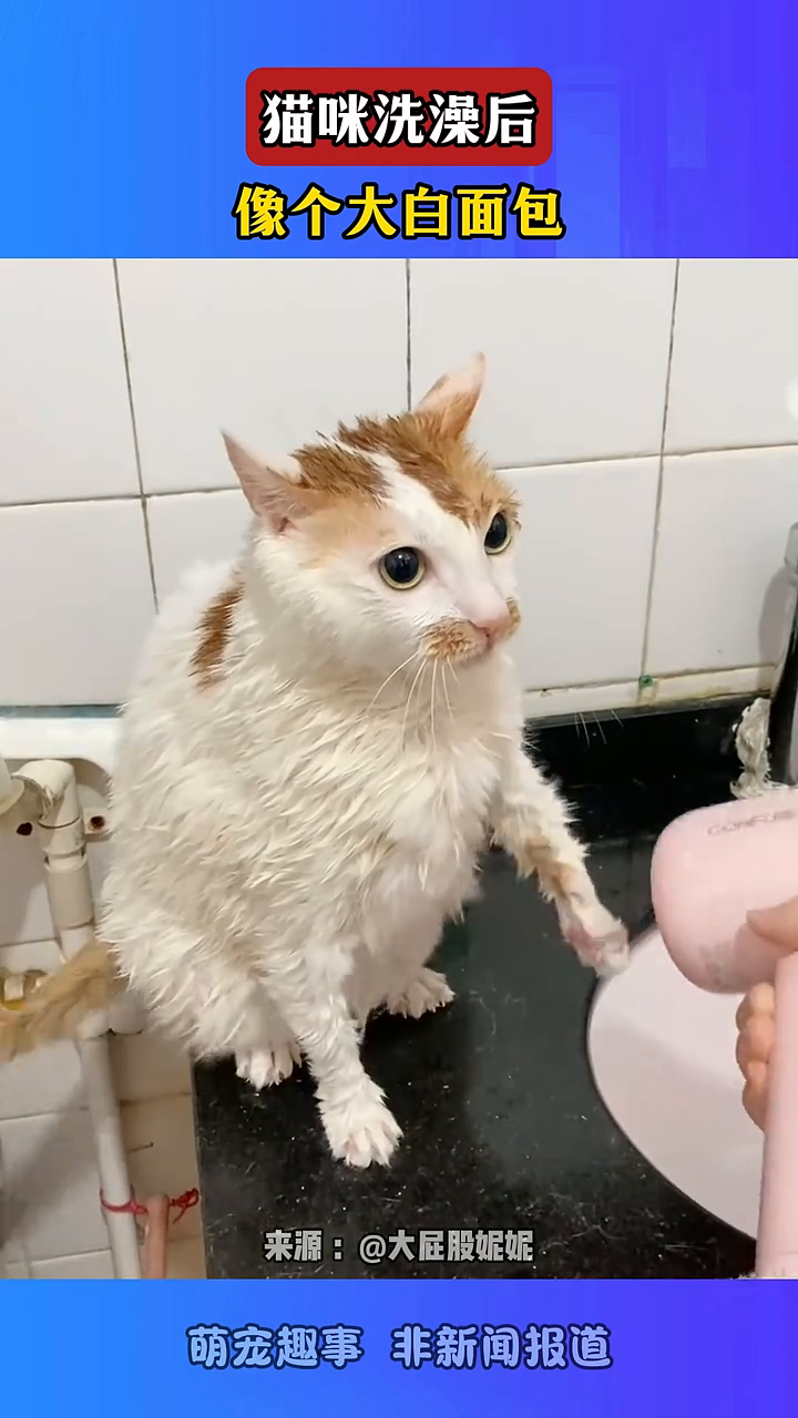 猫咪洗澡后，像个大白面包