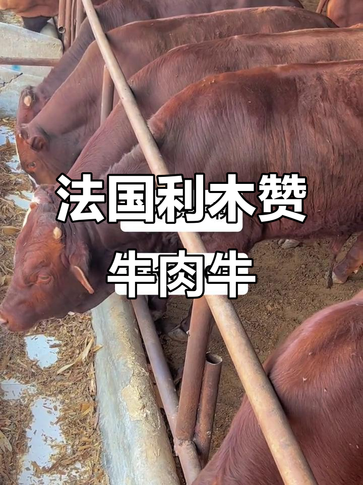 利木赞牛:适合全国养殖的高产肉牛品种