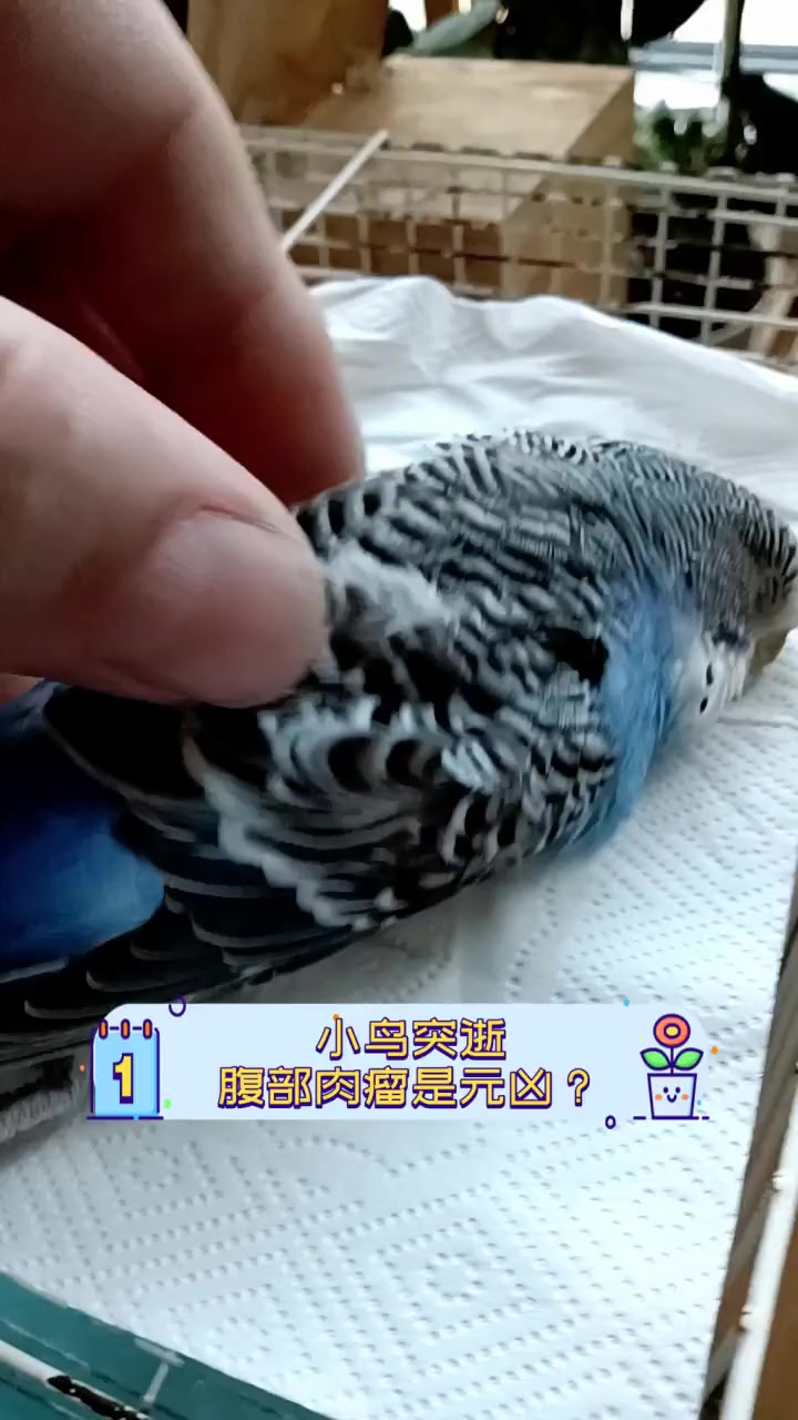 小鸟突逝,腹部肉瘤是元凶?