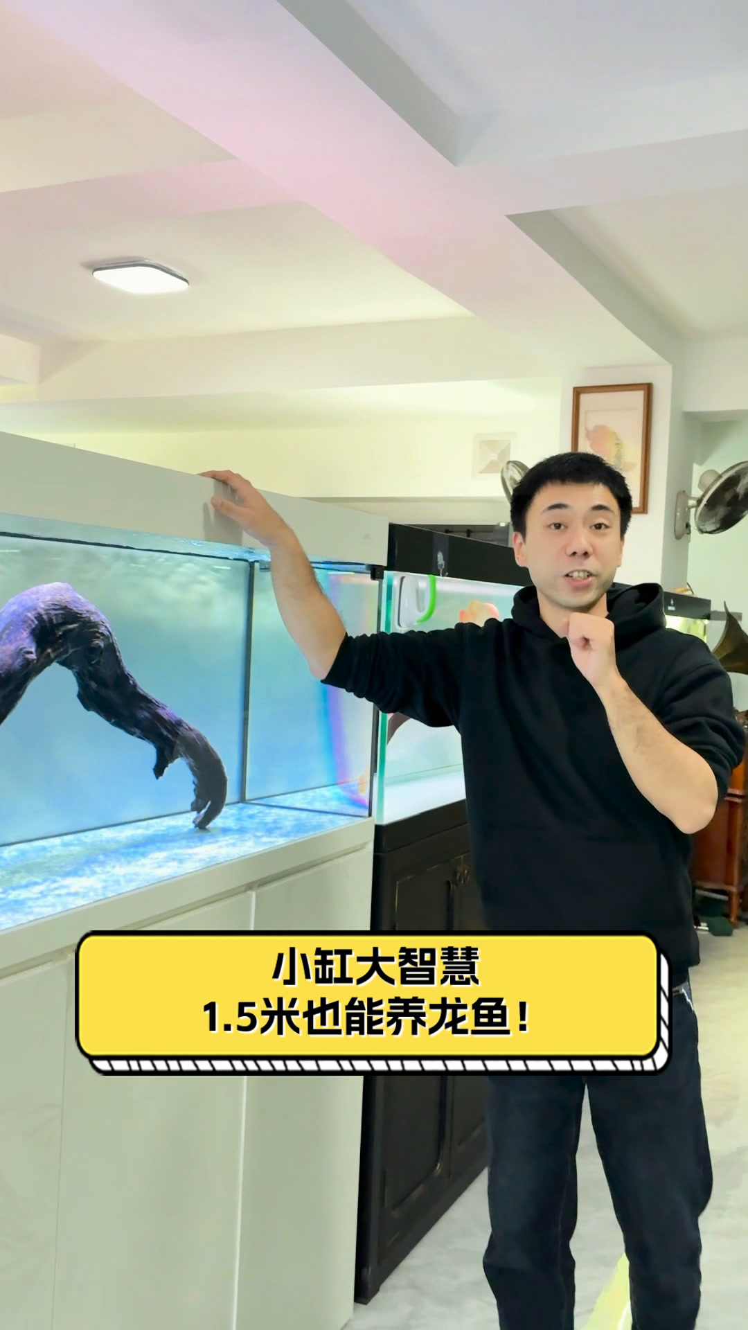 小缸大智慧,1.5米也能养龙鱼!