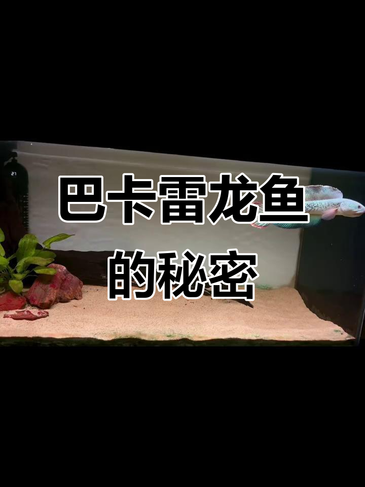 探秘巴卡雷龙鱼:从印度阿萨姆到南方水族馆