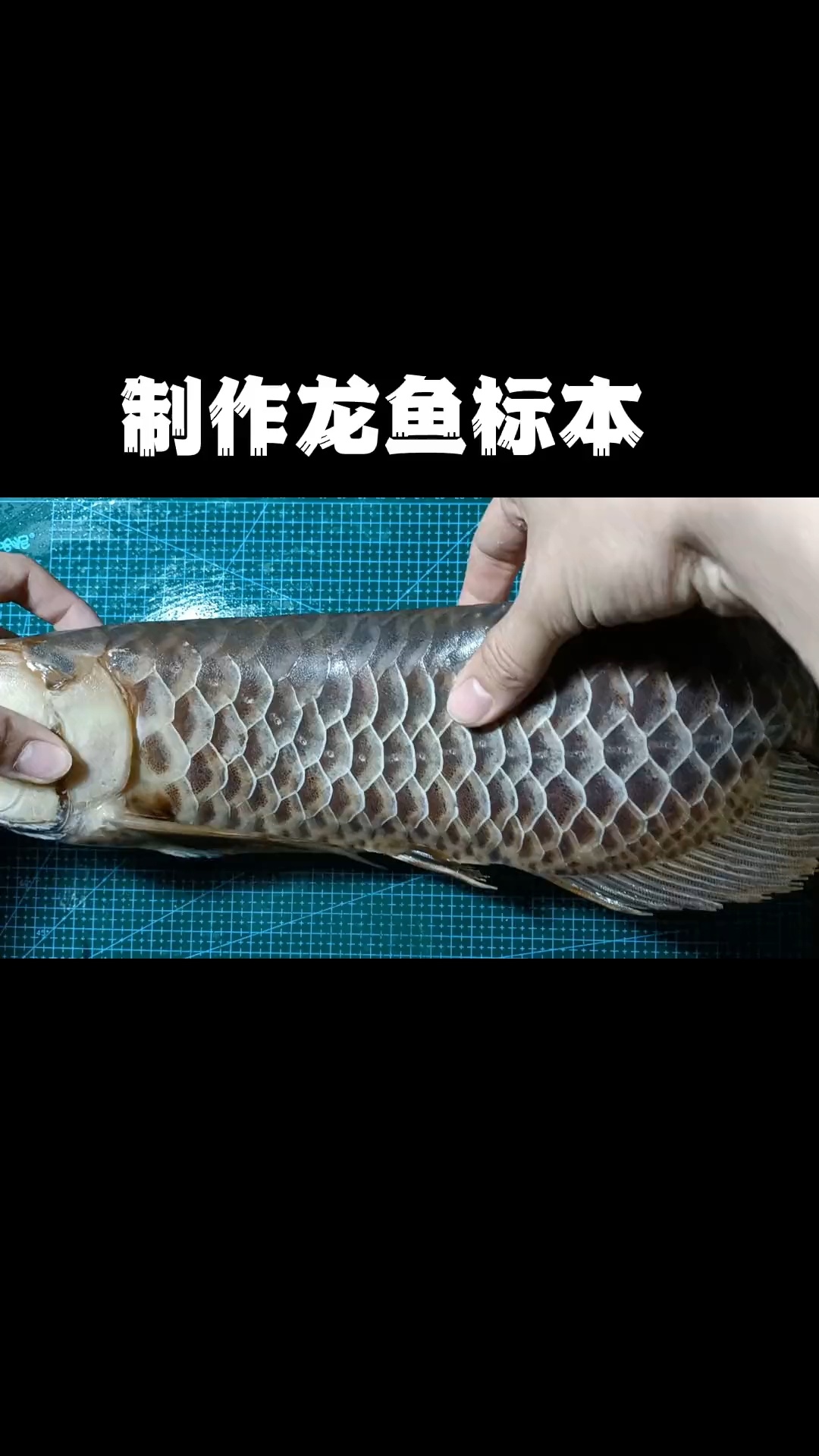龙鱼标本制作