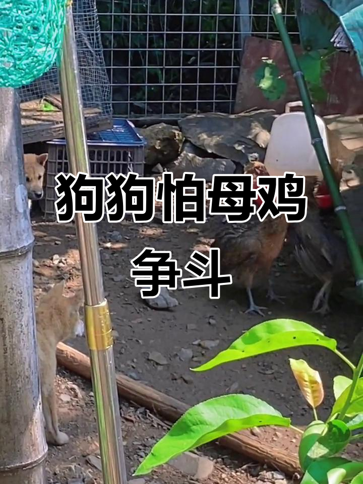 小狗子们看母鸡打架,吓得不敢上前