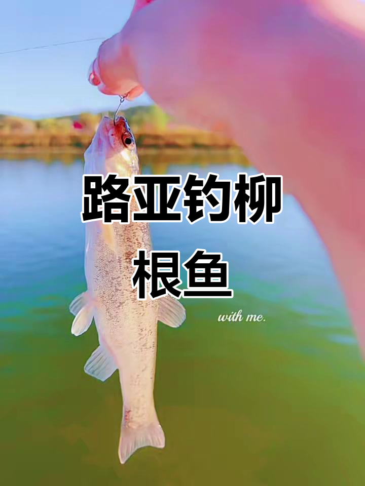 解锁柳根鱼路亚技巧,轻松钓获!