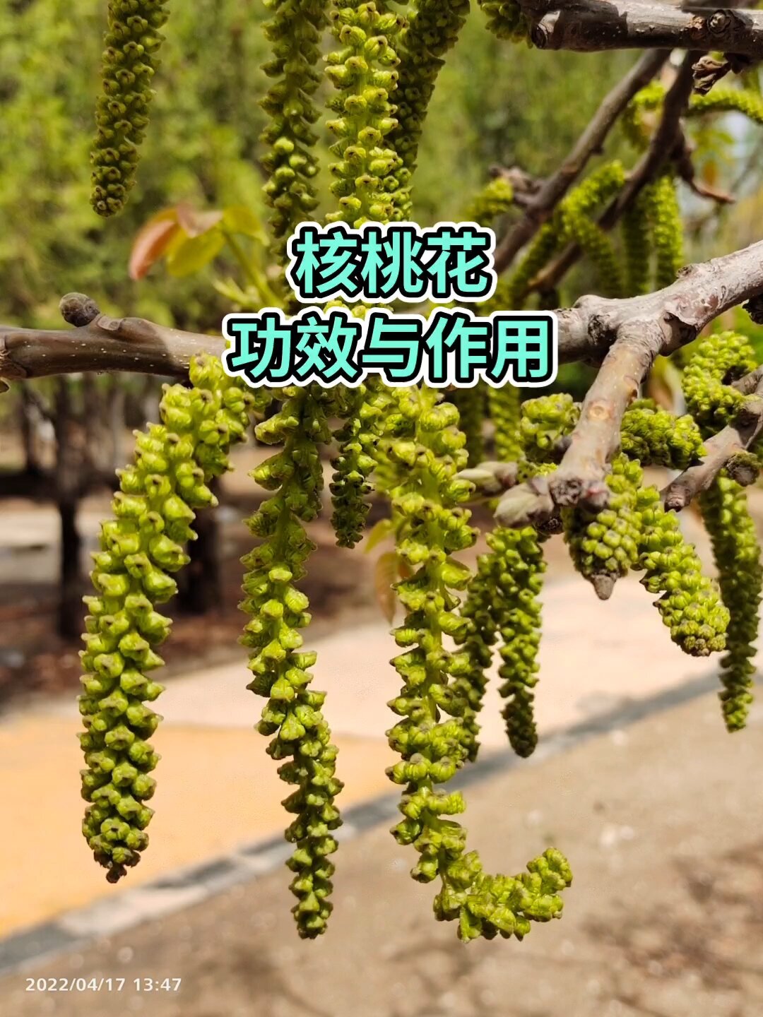 核桃花的功效与作用