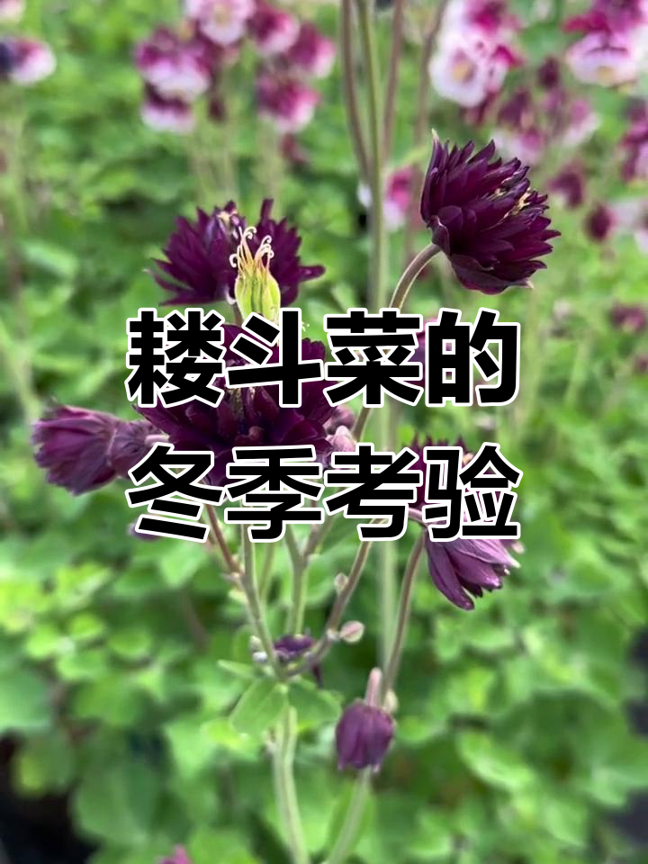 耧斗菜耐寒性强,但南方种植有风险