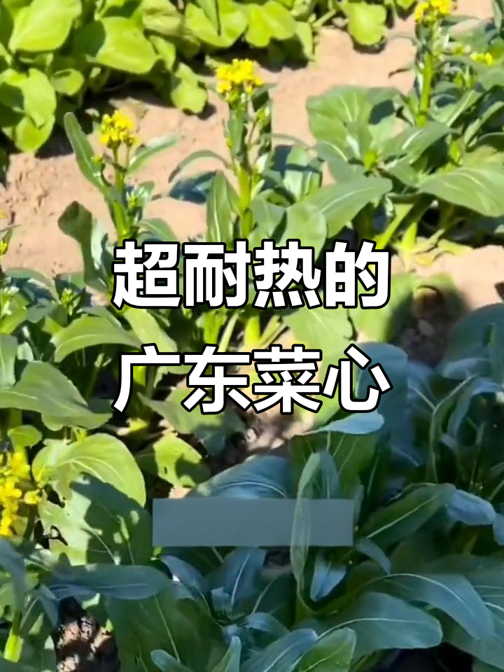 6月种广东菜心：十月收获，鲜嫩多汁的耐热蔬菜