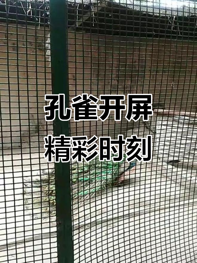 孔雀开屏大作战，蓝孔雀的美丽瞬间