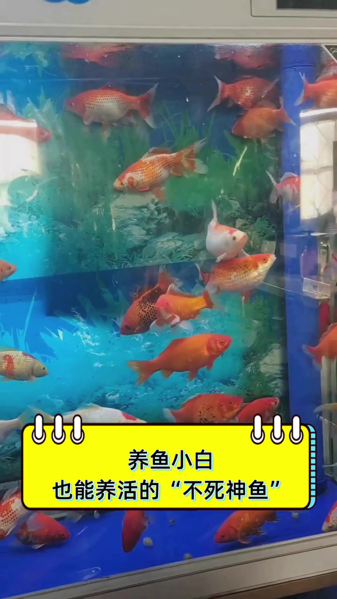 养鱼小白,也能养活的“不死神鱼”