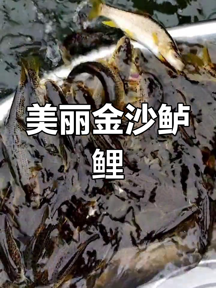 金沙鲈鲤:豹纹冷水鱼的美味与养殖