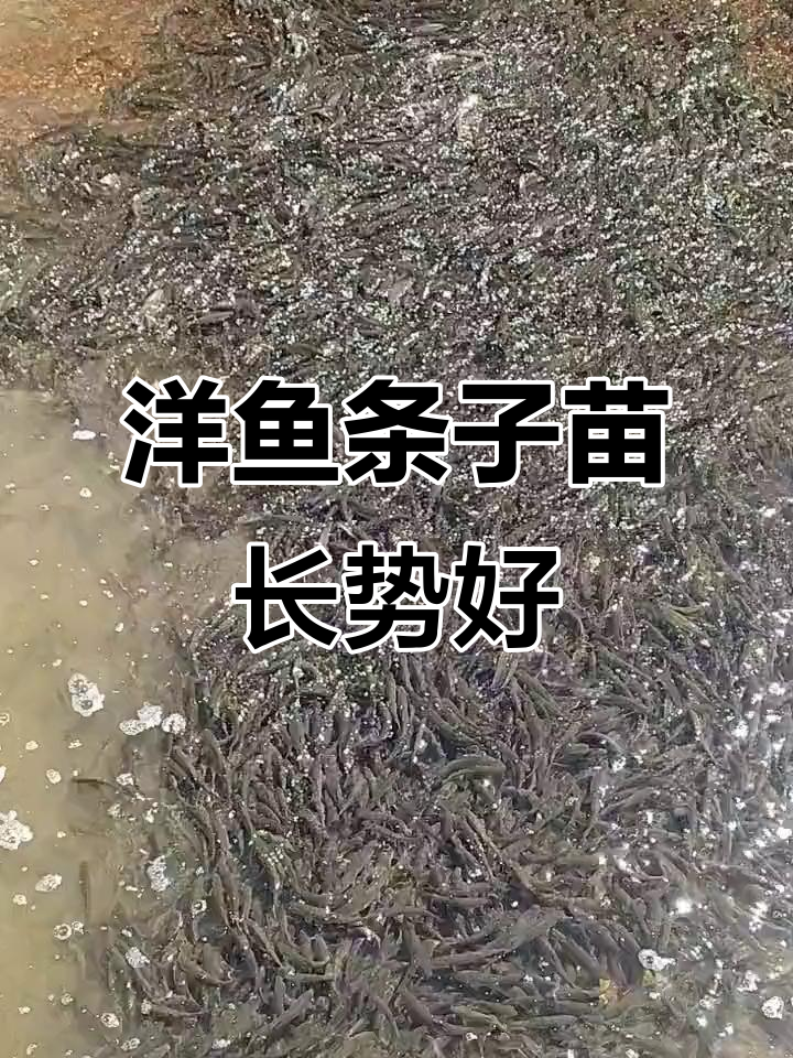 去年洋鱼条子苗长势喜人,高密度养殖效果显著