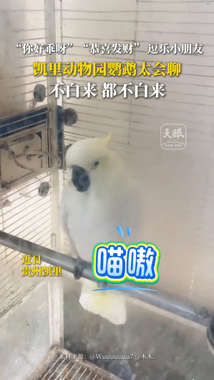 “你好乖呀”“恭喜发财” 逗乐小朋友 凯里动物园鹦鹉太会聊