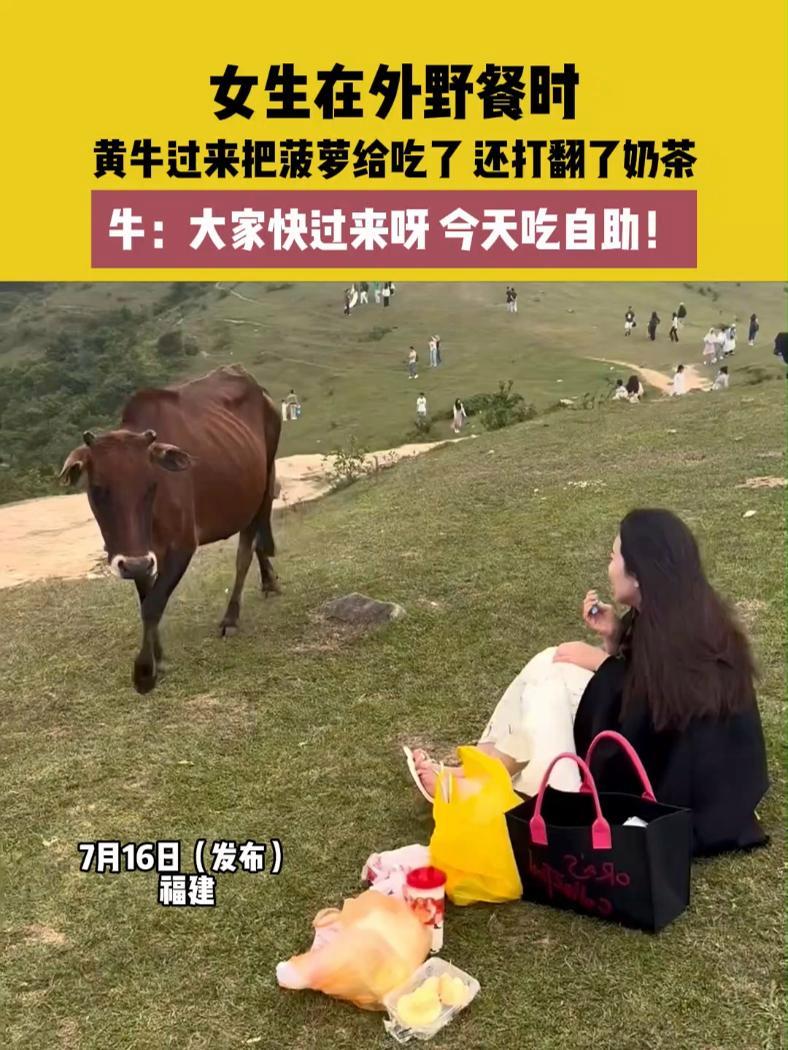 7月16日(发布)福建,女生在外野餐时,黄牛过来把菠萝给吃了 还打翻了奶茶,牛:大家快过来