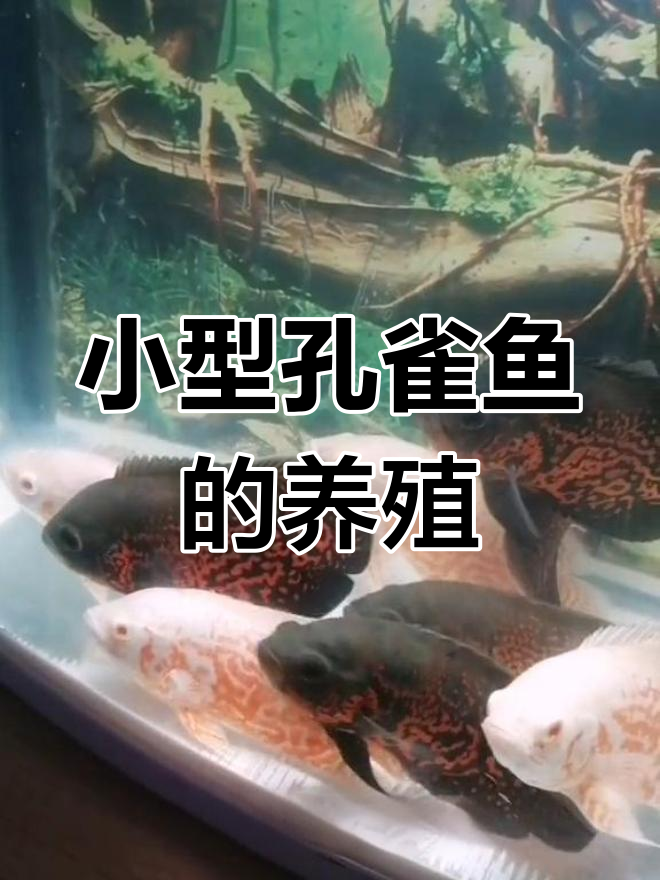 热带鱼混养与繁殖技巧