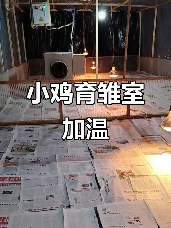 贵妃鸡与泰和乌鸡育雏室加温,小鸡崽子成长记