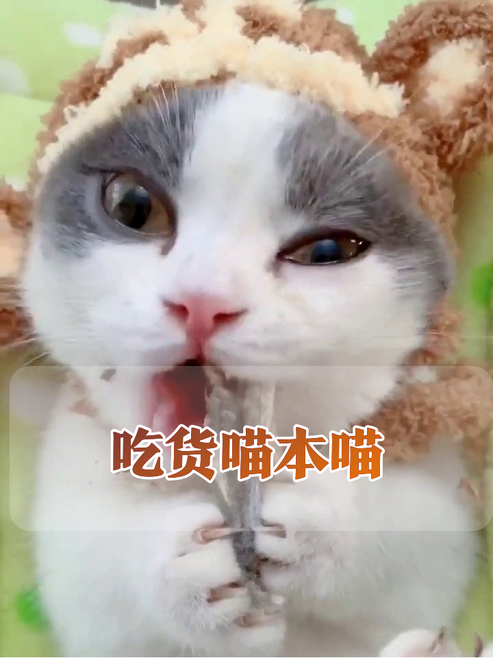 戴帽子的干饭喵!吃鱼干吃出表情包