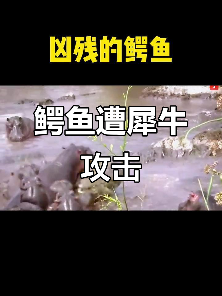鳄鱼误闯犀牛群被围攻，豹子报仇失败险死关头